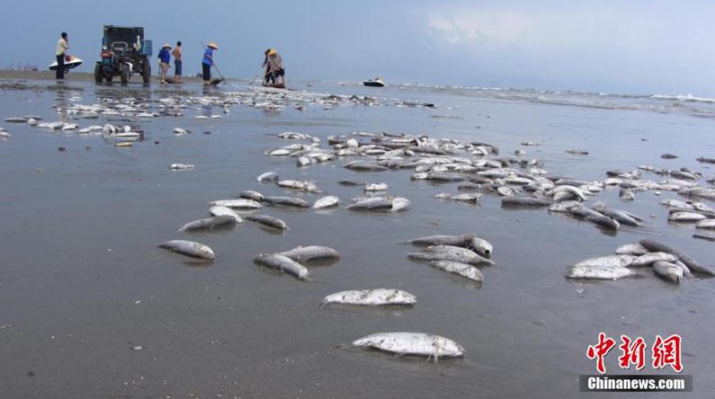 大量死鱼涌上广西白浪滩 绵延约2公里