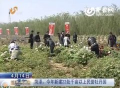 菏泽：2015年计划新建22处千亩以上民营牡丹园