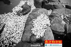 天津海河现大面积死鱼 专家：不排除污染物扩散