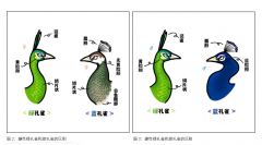 绿孔雀文化与保护